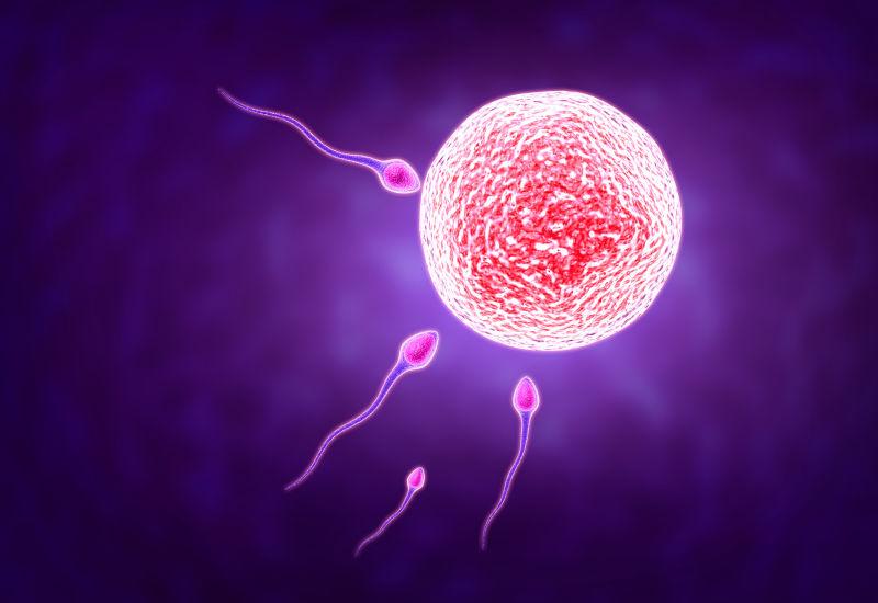 科学家发现：人类卵子对某些人的精子更喜爱，愿意为其“开后门”